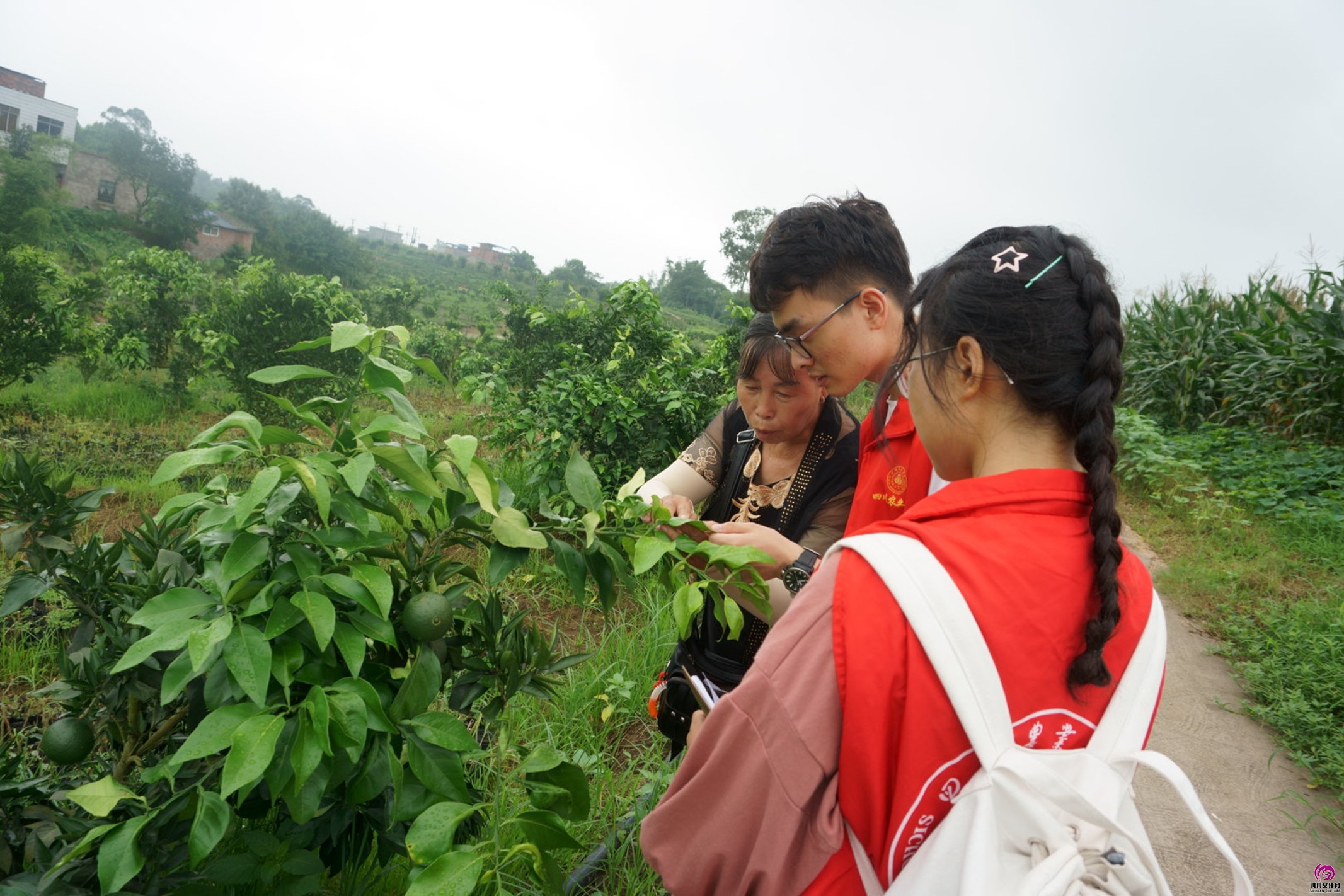 四川学子三下乡,助力泸县王湾乡村振兴