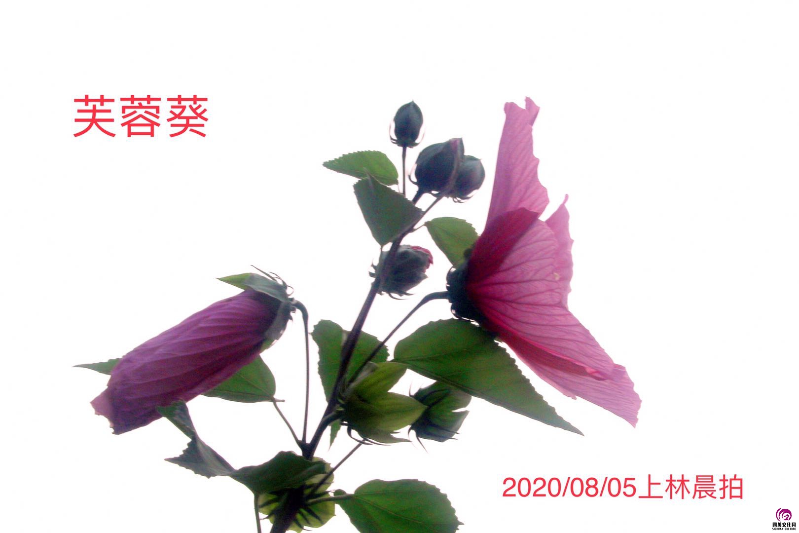 微信图片_202008061014456.jpg