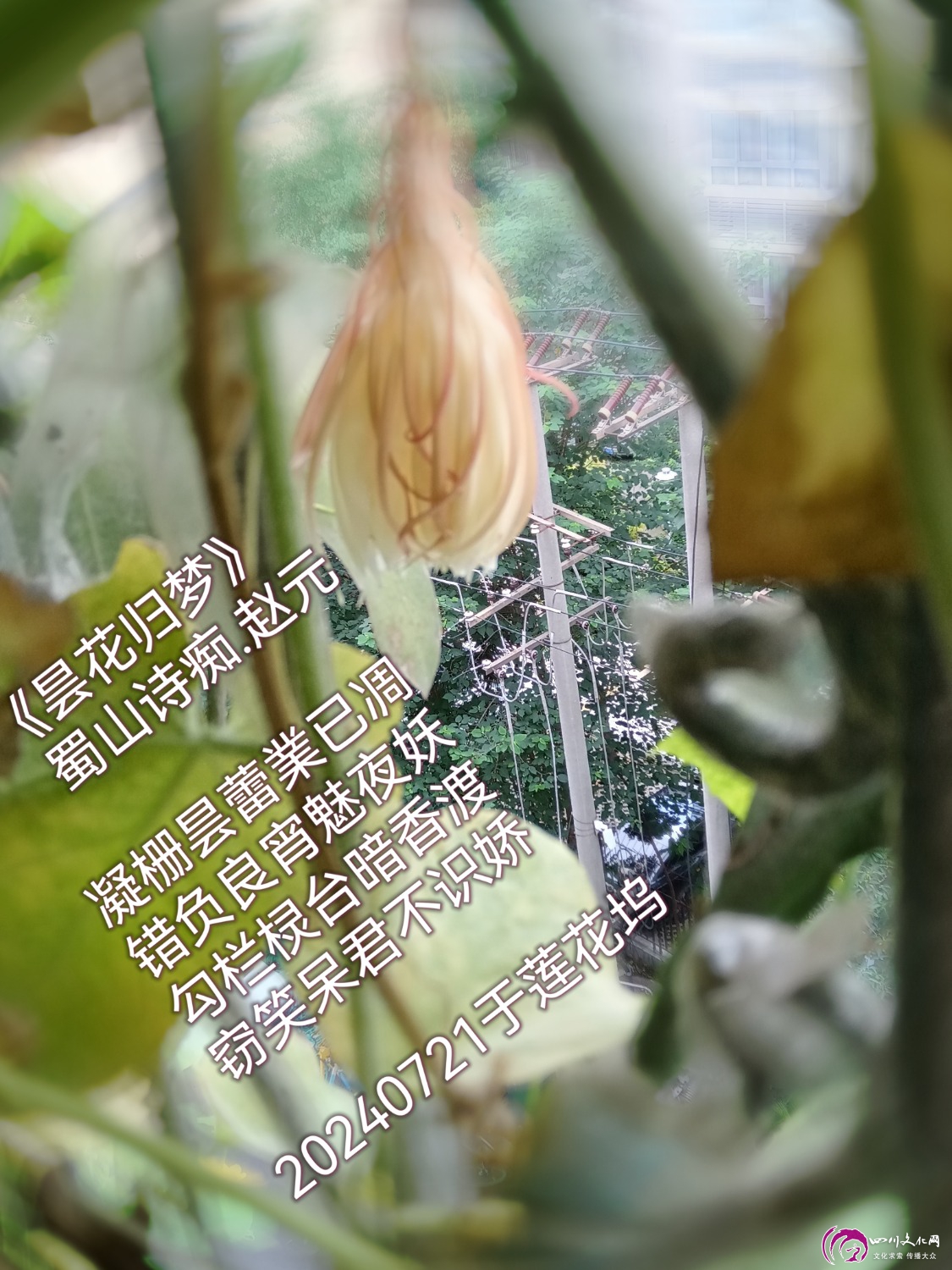 MEITU_20240721_135049420.jpg