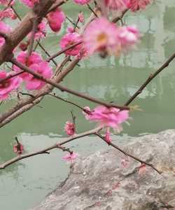 《岁末游浣花溪谒古赏梅》             听云倾诉