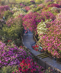 [摄影]贵州毕节百里杜鹃风景选拍