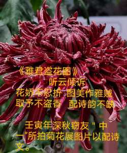 《雅君盗花图》               听云倾诉