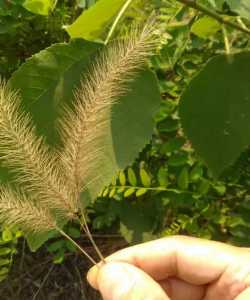 《狗尾巴花》(一)          听云倾诉