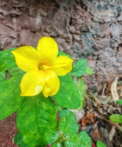 五绝.冬至   迎春花开