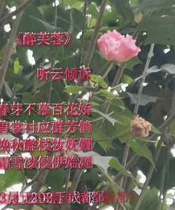 《醉芙蓉》n＋             听云倾诉