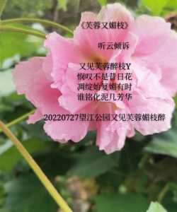 《芙蓉又媚枝》           听云倾诉