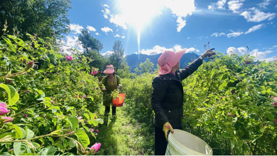 天府旅游享誉八方的“美人谷”名片