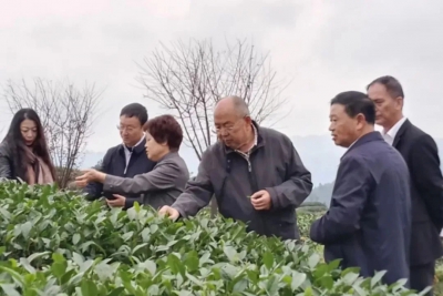 郑晓幸率省非遗保护协会专家团队调研指导川黄集团等茶企非遗保护工作